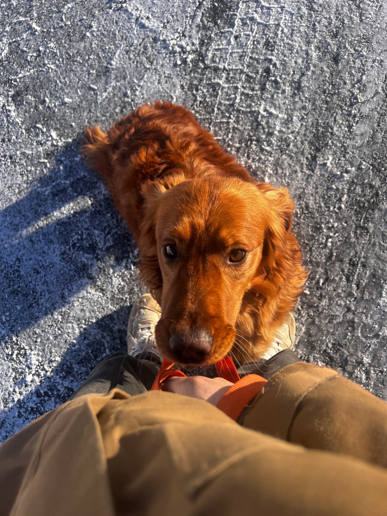 Happy dog after transport
